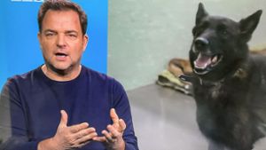 Haßberge-Hund im TV: Der wirklich „Unvermittelbare“