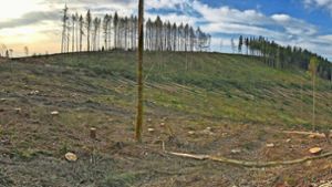 Frankenwald: Wie Waldbauern den Forst retten wollen