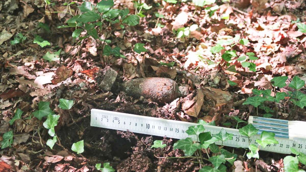 Kronach: Pilzsammler finden Fliegerbombe