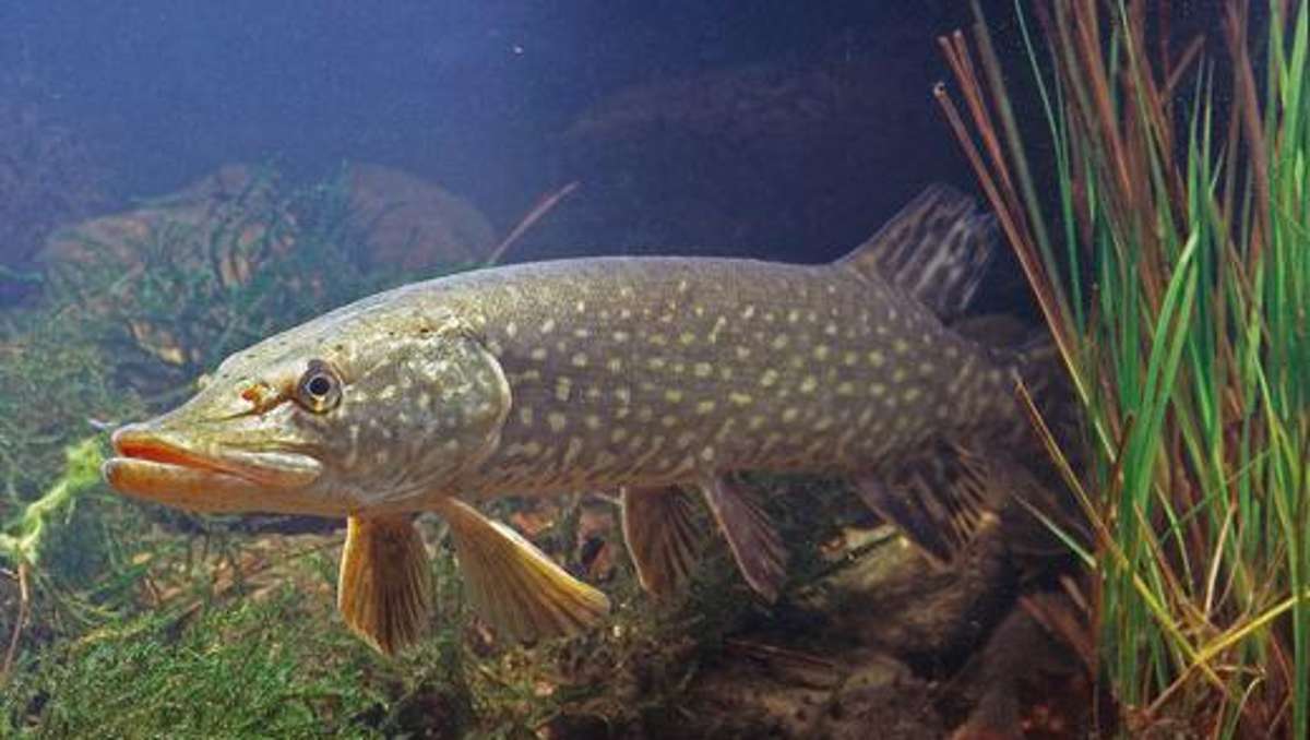 Kronach: Fische sterben: Unbekannter verstopft Teichzulauf mit Lehm