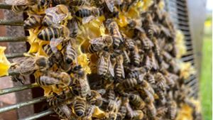 Coburger Bienen holen Verspätung auf