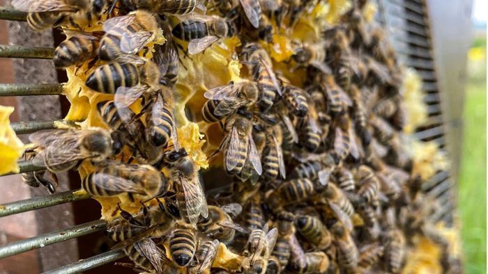 Kaltes Frühjahr: Coburger Bienen holen Verspätung auf