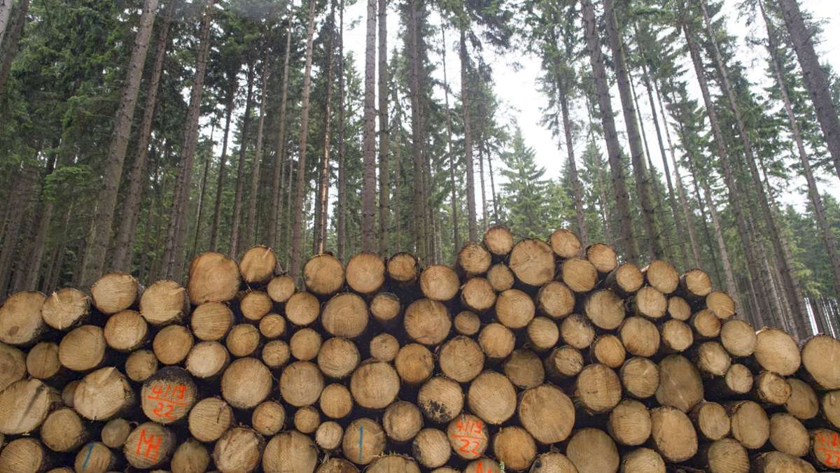 Gemeinderäte geben grünes Licht: Im Tettauer Gemeindewald sollen mehr Bäume fallen