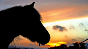 Kronach: Pferdebesitzerin sorgt für Eklat