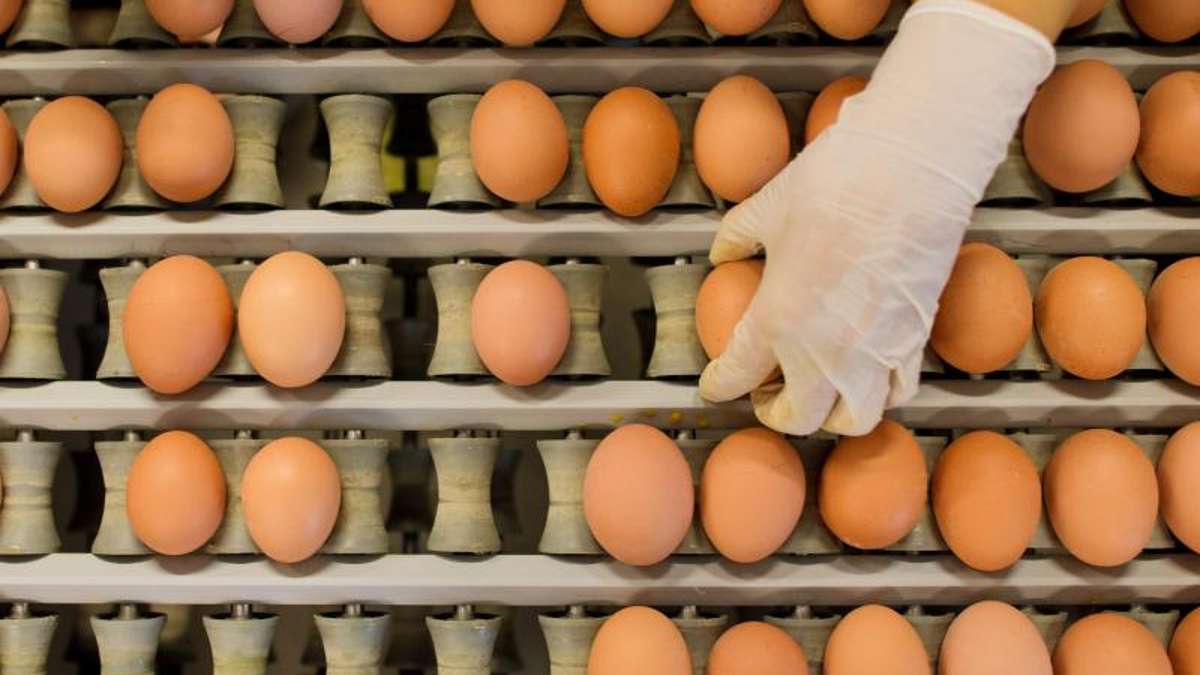 Untersiemau: Freiland-Stall Untersiemau: Widerstand gegen (noch) ungelegte Eier