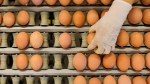 Freiland-Stall Untersiemau: Widerstand gegen (noch) ungelegte Eier