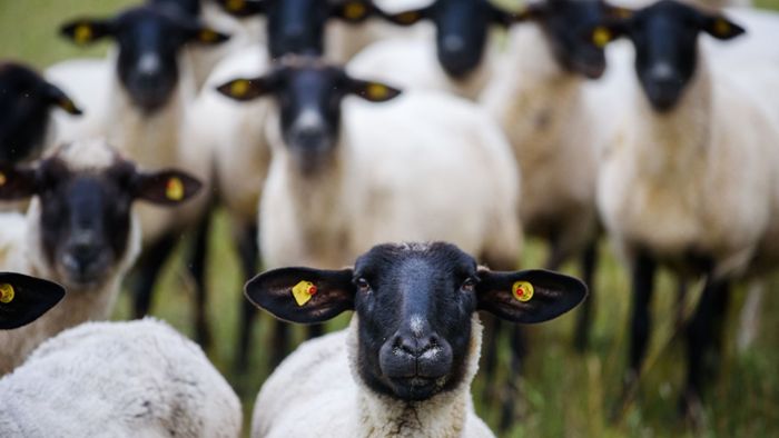 Tierquäler bei Eisfeld: Schaf mit Pfeil beschossen