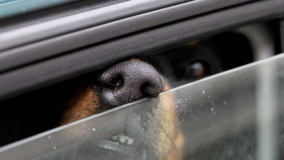 Coburg: Hund hechelt im Auto: Zeugin ruft die Polizei
