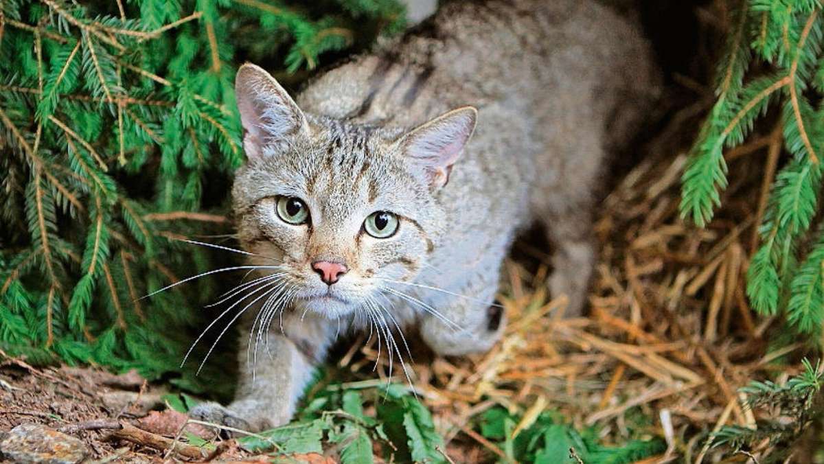 Kronach: Die Wildkatze als Hingucker