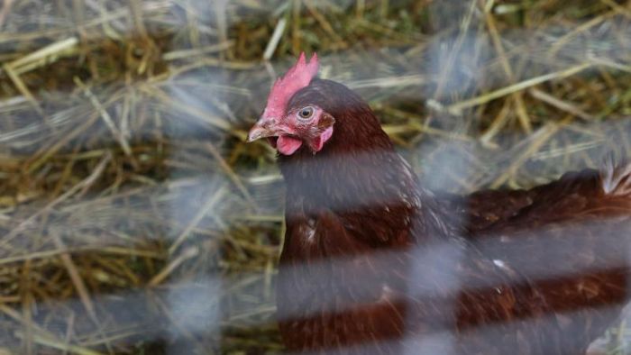 Vogelgrippe: Landratsamt hebt Stallpflicht auf
