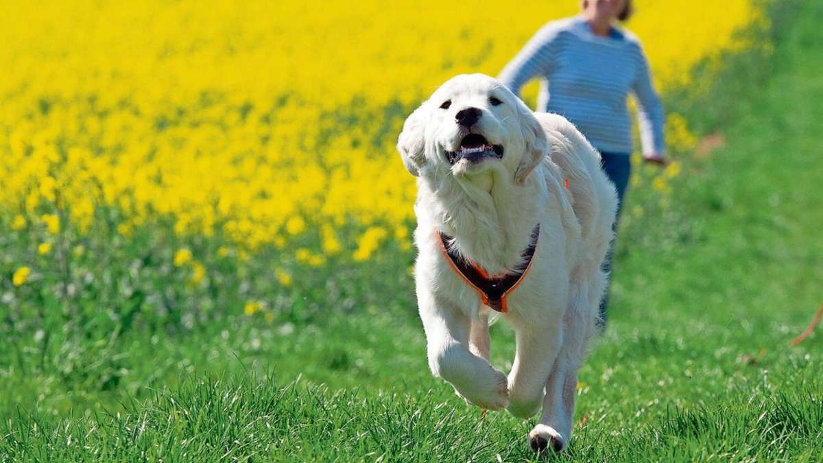 Coburg: Gefahr durch Hundekot auf Wiesen