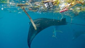 Mikroplastik belastet Mantarochen und Walhaie