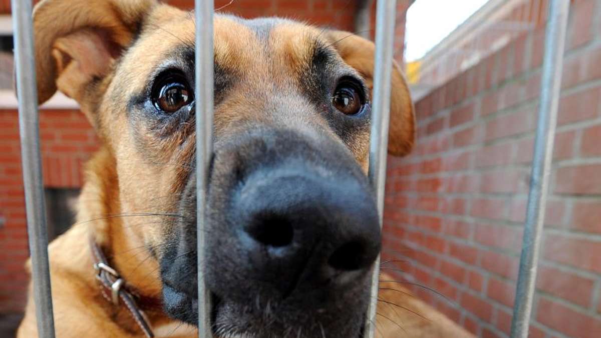 Lichtenfels: Michelau: Hund verletzt eigene Halterin