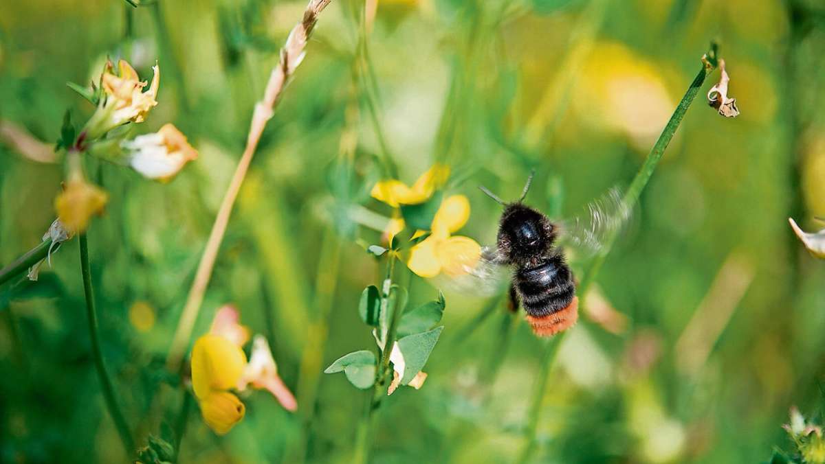 Kronach: Ein Paradies für Insekten im eigenen Garten