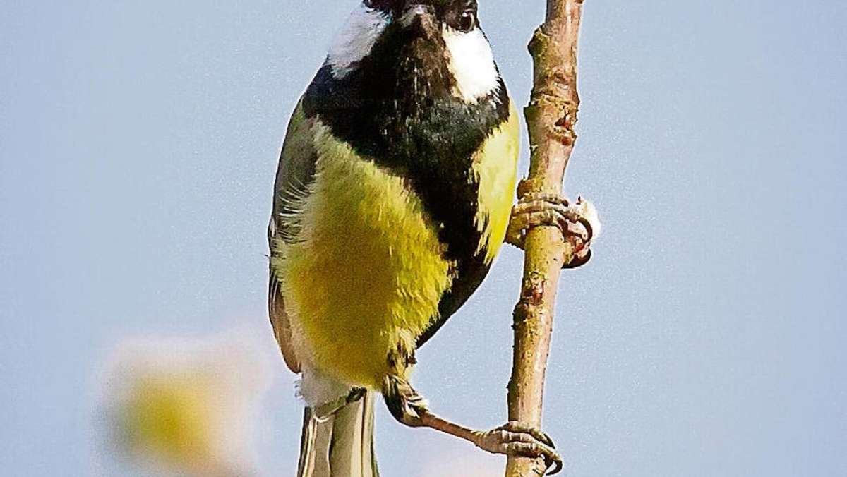 Gleußen: Corona erschwert Vogelpfleger-Suche