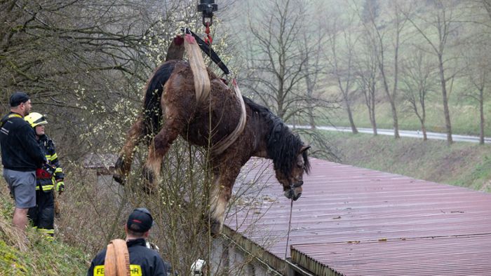 Pferd Heide schwebt über Langenbach