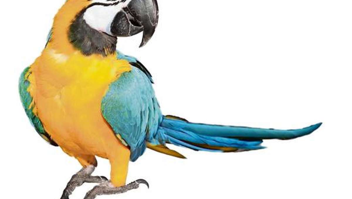 Coburg: Kein Platz für plärrende Papageien?