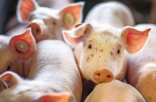Der anhaltende Preisverfall stellt die Ferkelzucht und Schweinemast in der Region in Frage. Foto: dpa/Jens Büttner