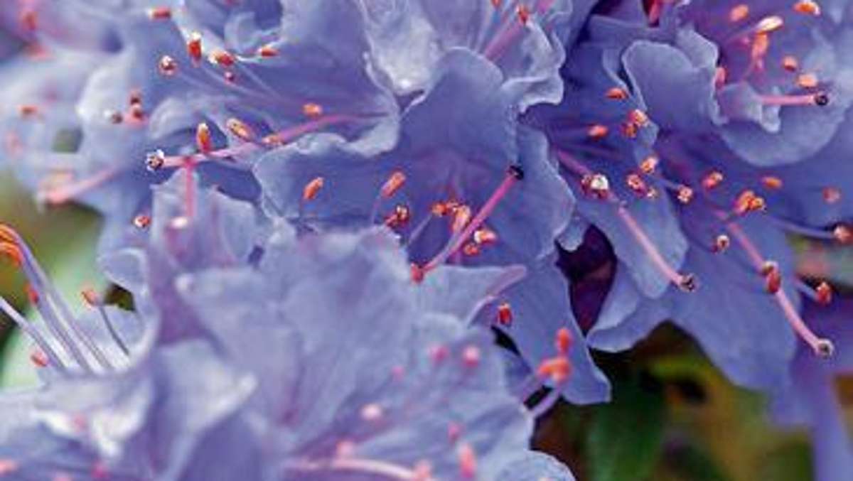 Frage des Tages: Die Sache mit dem Rhododendron