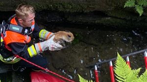 Feuerwehr rettet kleinen Fuchs