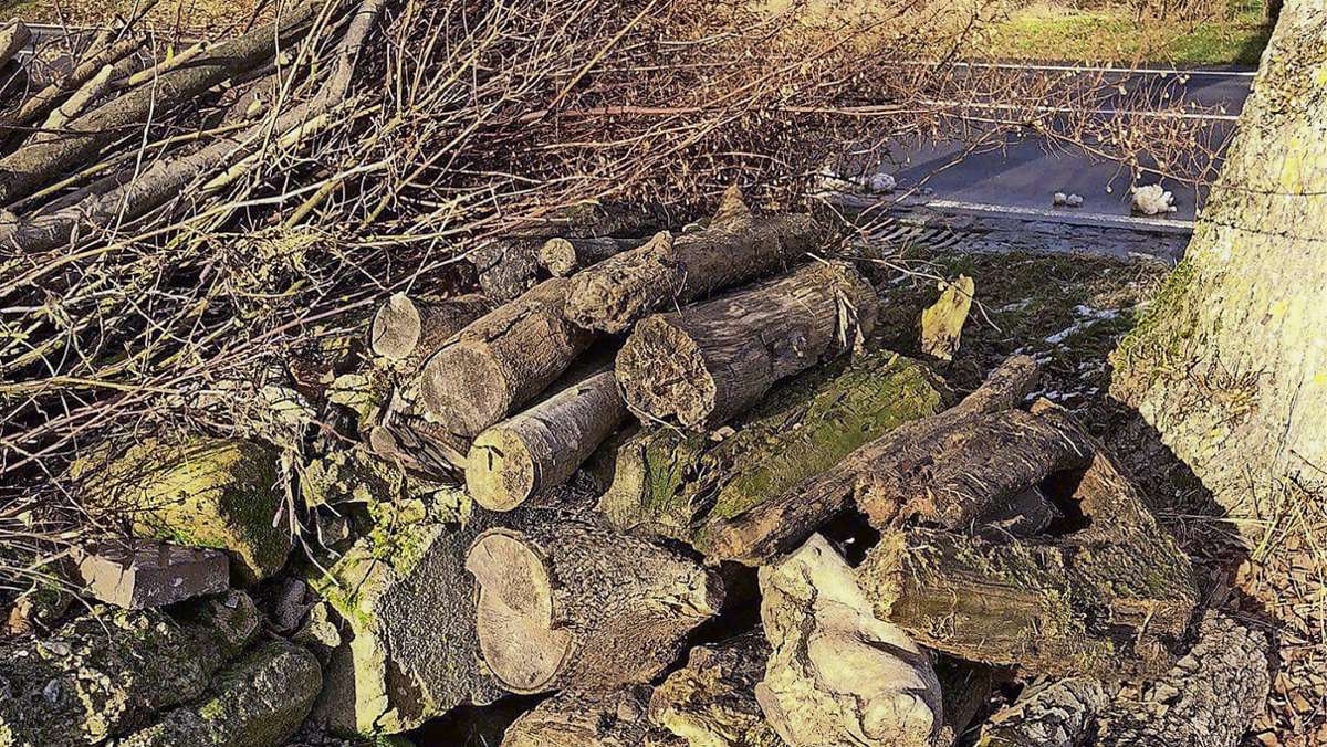 Haßberge: Nager sorgt für Holz-Stau an der Mühle