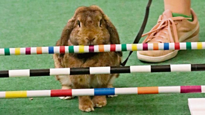 Kaninchen hoppeln um die Wette