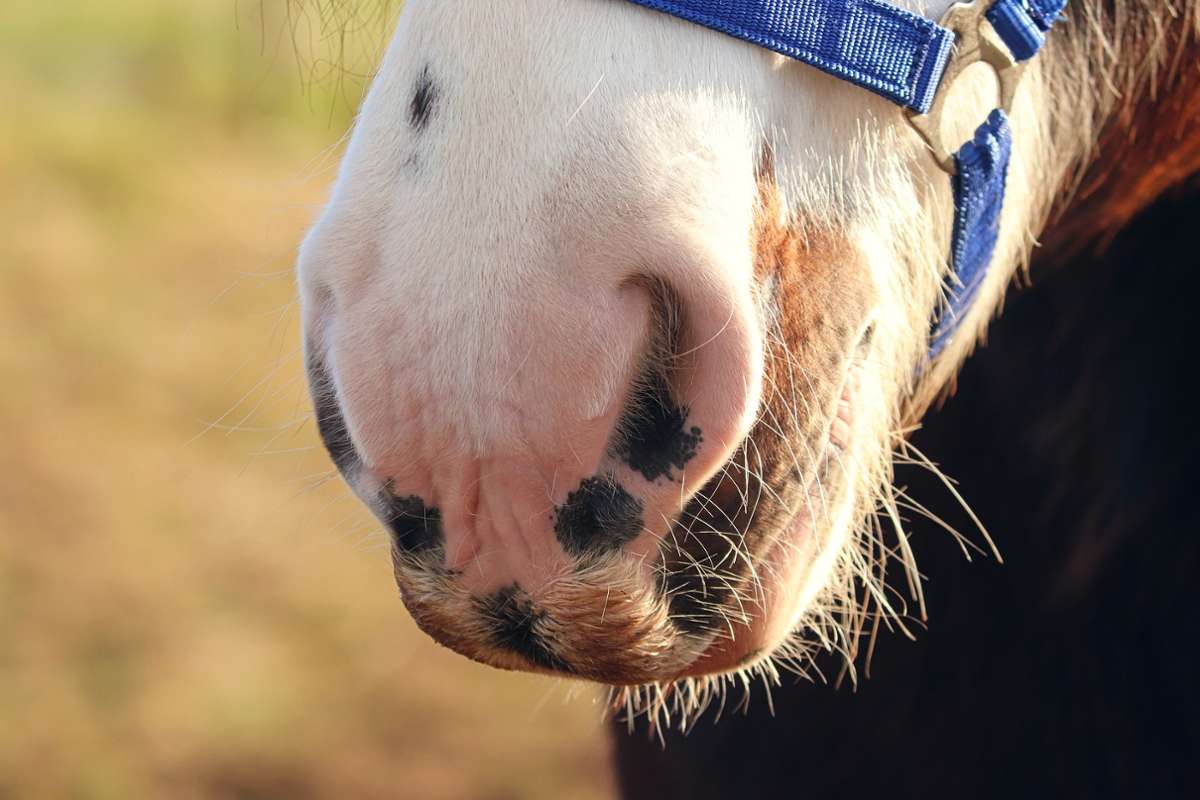Pferd. Symbolbild. Foto: Pixabay