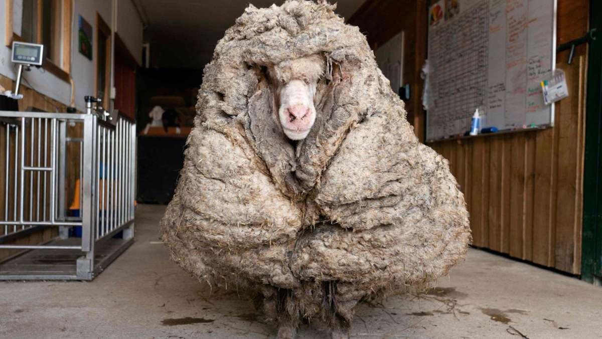 Der etwas andere Besuch beim Friseur: Ein Schaf, fünf Jahre, 35 Kilogramm Wolle