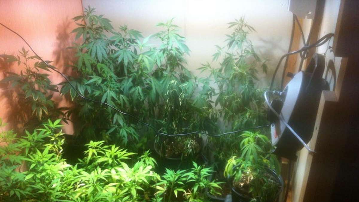 Kronach: Polizei entdeckt zwei Marihuana-Plantagen