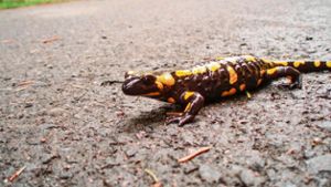 Alarmstufe Gelb im Frankenwald: Tödliche Gefahr für Feuersalamander