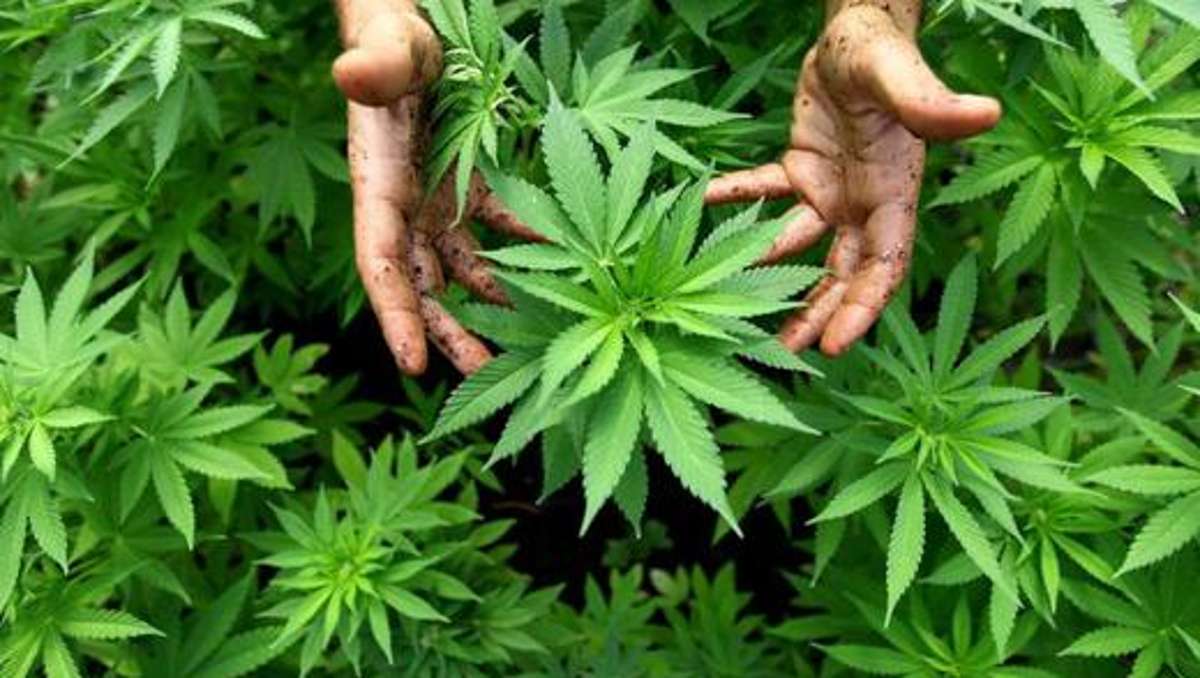 Kronach: Marktrodacher züchtet Cannabis auf dem Balkon