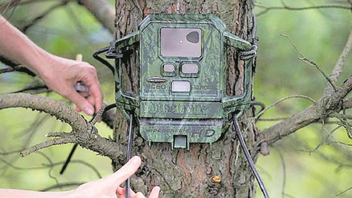 Lichtenfels: Dieb klaut Wildkameras und legt Holzlatte mit Nägeln auf Waldweg