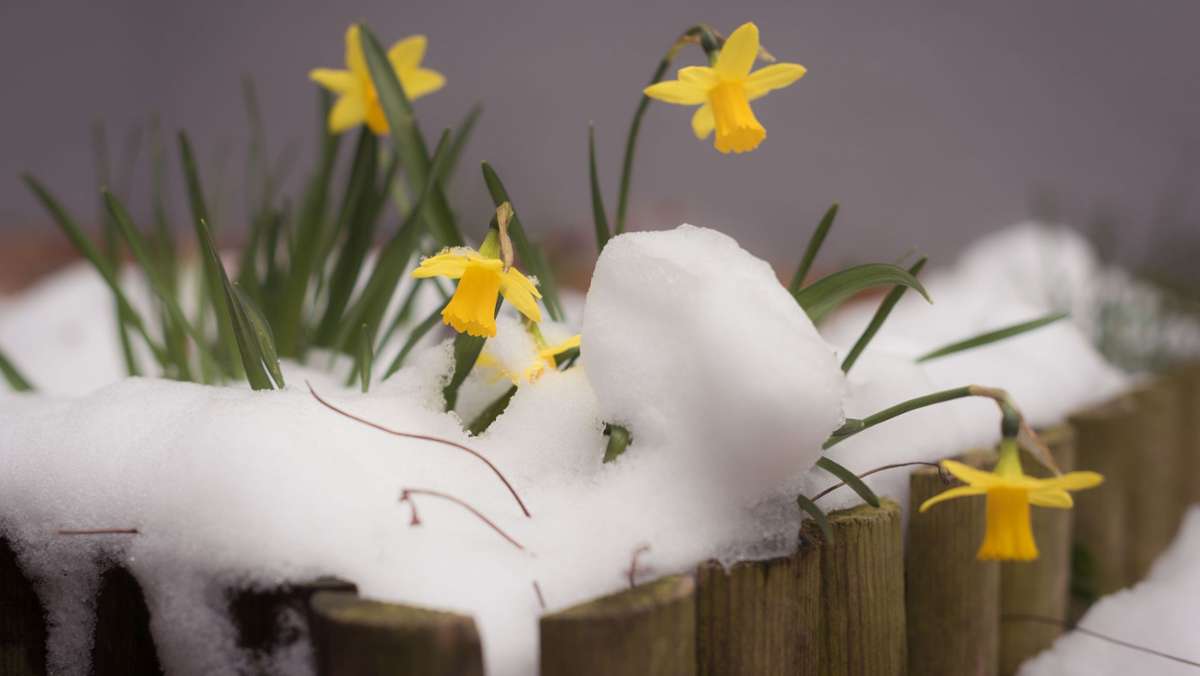 Pflanzen vor Frost schützen: So schützen Sie Ihre Pflanzen vor der Kälte