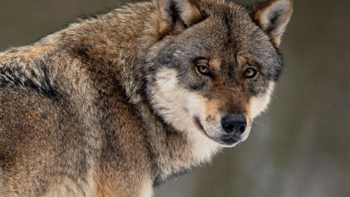 Bundesamt stellt Zahlen vor: Mehr Wolfsrudel in Deutschland gezählt
