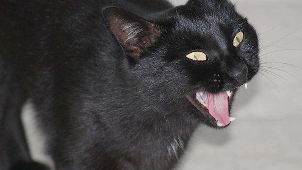 Coburg: Unglück mit schwarzer Katze