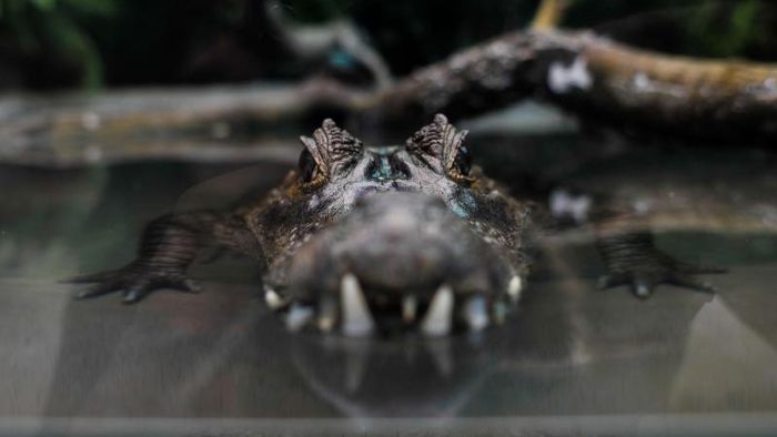 Forscher: Krokodil aus Unstrut hat gute Überlebenschancen
