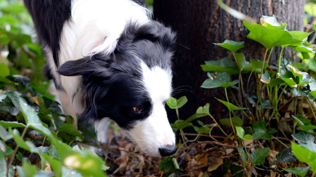Hundebesitzer aufgepasst: Unbekannter legt Giftköder aus