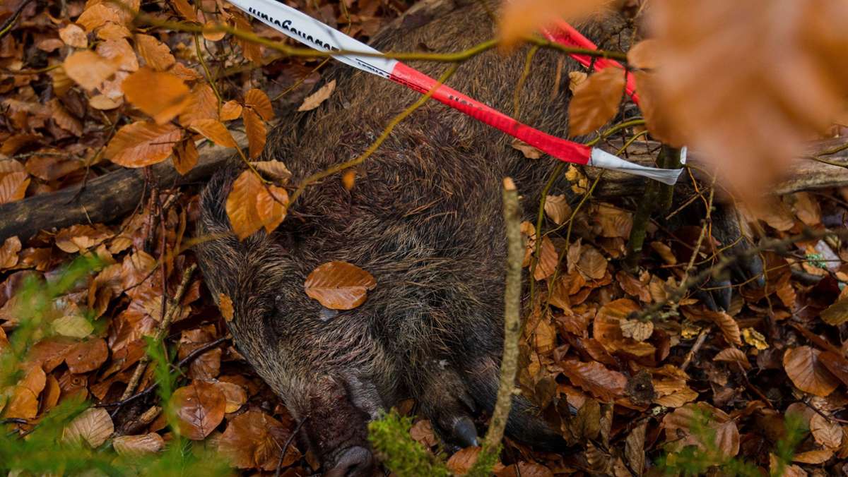Oberfranken rüstet sich: Afrikanische Schweinepest kommt näher