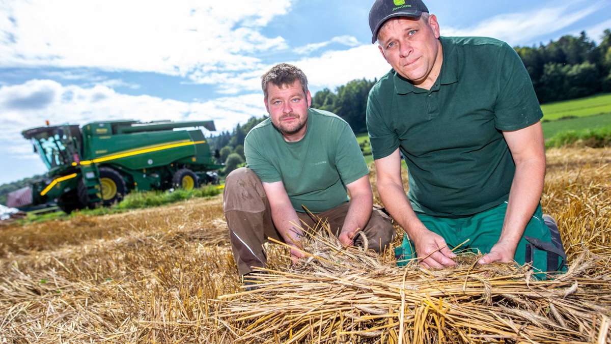 Getreideernte im Coburger Land: Selbst den Bauern war’s zu nass