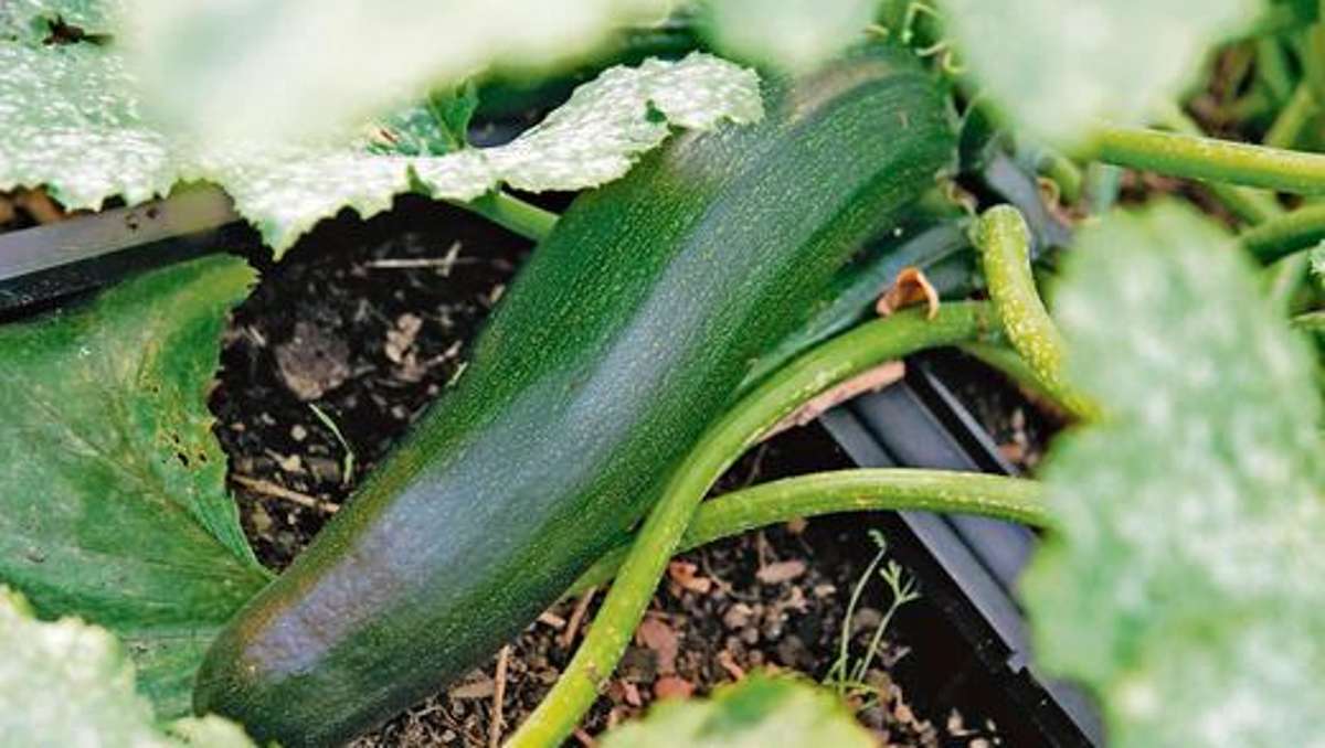 Coburg: Die Zucchini und die Bitterstoffe