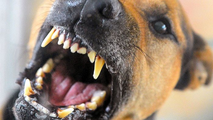 Steinbacherin vor Gericht: Haltungsverbot für große Hunde bleibt