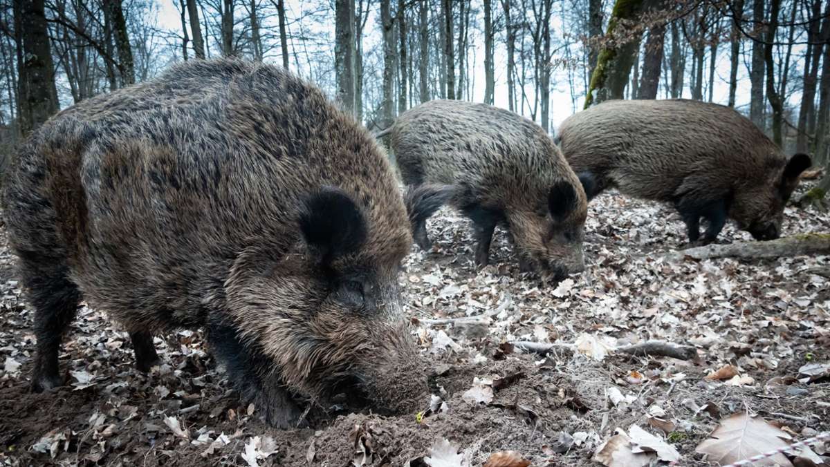 Wildschweine kreuzen die Fahrbahn: So wappnet man sich gegen Wildunfälle