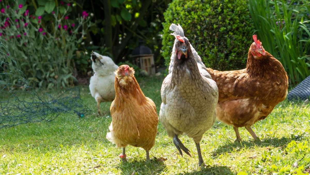 75 Hühner getötet: 2000 Euro Belohnung für Hinweise