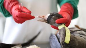 Vogelgrippe in Oberfranken ausgebrochen