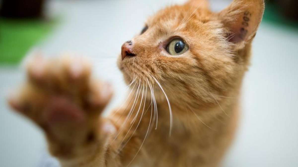 Ammelstädt: Veterinäramt rettet 64 Katzen aus altem Gasthof
