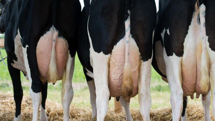 Milchbauern warnen vor schweren Brexit-Folgen
