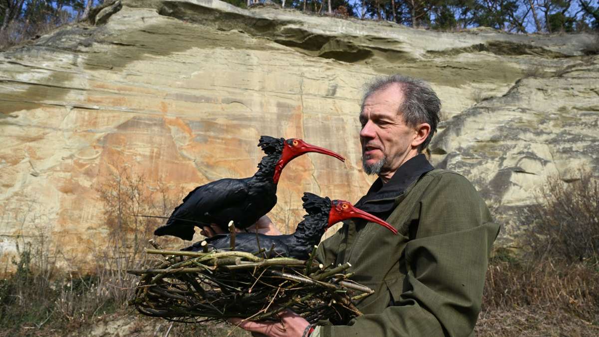 Natur: Waldrapp-Attrappe wirkt: Vögel nisten in Bodensee-Felswand