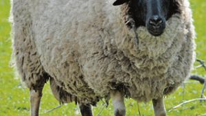 Bad Rodach: Schaf büxt erneut aus