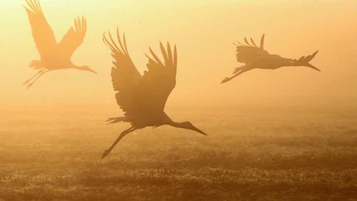 Zugvögel vollbringen enorme Leistungen: V-Formationen bringen viele Vorteile