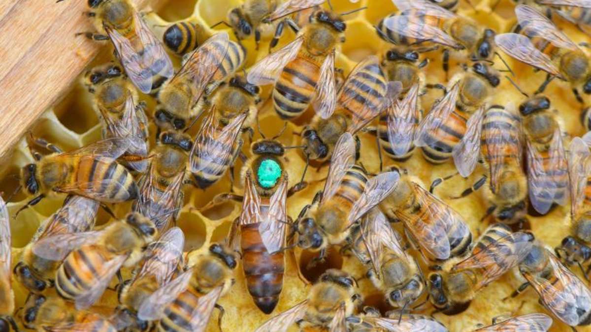 Aus der Region: Bienenschwarm greift Passanten an - mehrere Verletzte